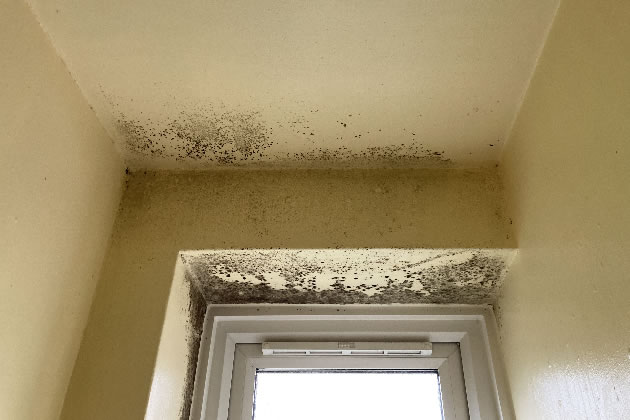 Mould in a flat on the Ashburton Estate