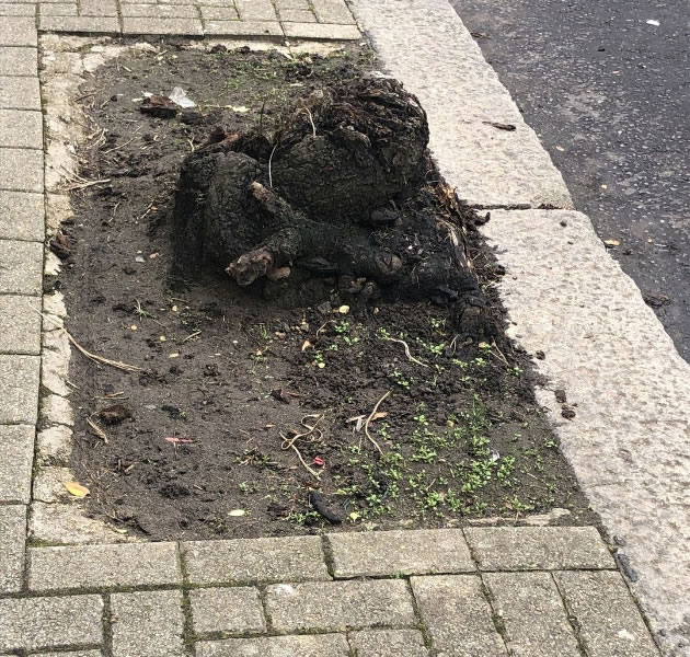 Cromford tree stump