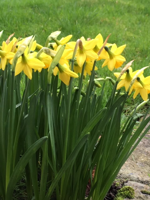 Daffodils in East Putney