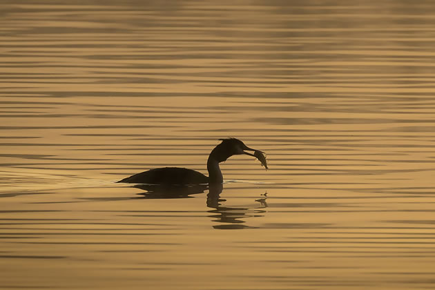 A grebe makes a catch at the Wetlands Centre