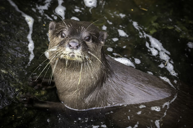 An otter at the Wetland Centre in Barnes
