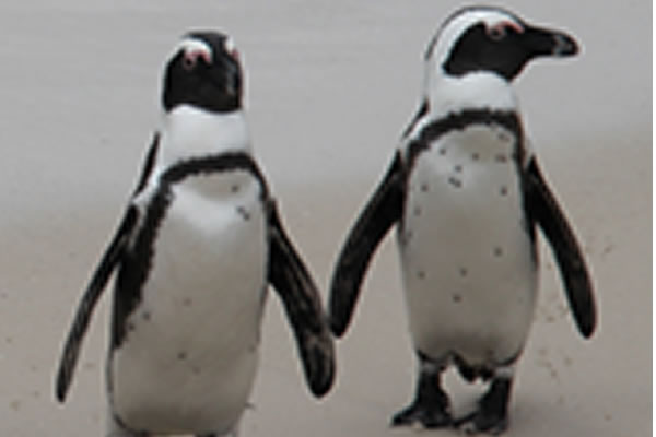 Penguin Pair, Cape Town (Ann Ulrick)