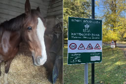 Witness Appeal After Robin Hood Gate Horse Attack