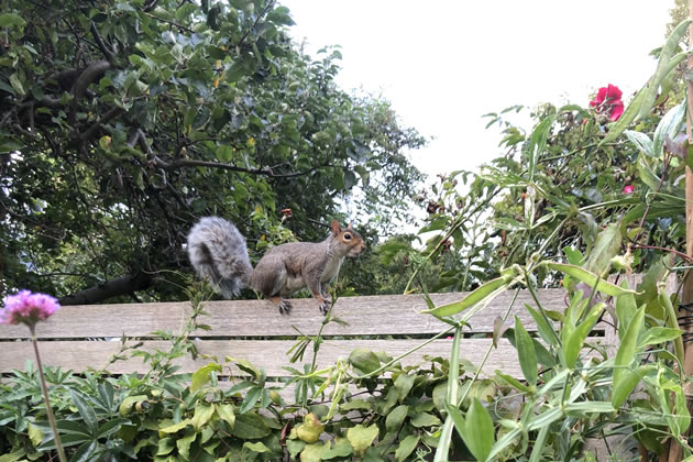 Festing Road's Endless War with Squirrels