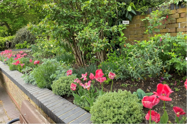 Late Spring in Fiona’s Scented Garden