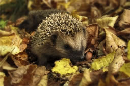 Call Made to Spot Hedgehogs Across Wandsworth