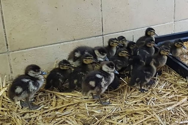 The goslings are being cared for along with rescued ducklings 