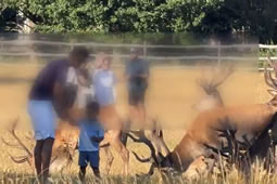 Outcry after Parents Let Children Stroke Richmond Park Stags 