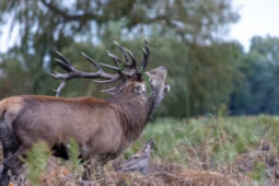 Advice Issued for Visitors to Richmond Park During Deer Rut 