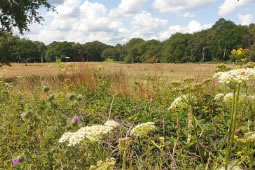 Wimbledon and Putney Commons Levy Payers to See 3.22% Increase 